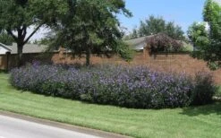 Purple Showers Mexican Petunia - Ruellia - 1 Gallon Pot 12 Purple Showers Mexican Petunia - Ruellia - 1 Gallon Pot -Botanhush Sales Ruellia Purple Showers 8