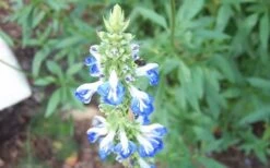Bog Sage - Salvia Uliginosa - 3 Pack Of Quart Pots 8 Bog Sage - Salvia Uliginosa - 3 Pack Of Quart Pots -Botanhush Sales SDalvia Bog 1