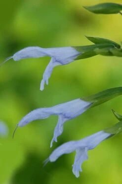 Argentine Skies Salvia (Hummingbird Sage) - 1 Gallon Pot -Botanhush Sales Salvia Argentine Skies 1