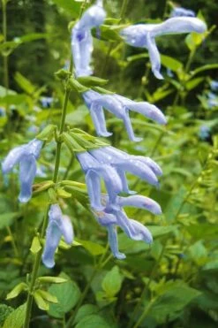 Argentine Skies Salvia (Hummingbird Sage) - 1 Gallon Pot -Botanhush Sales Salvia Argentine Skies 4