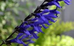 Black And Blue Salvia (Blue Anise Sage) - Salvia Guaranitica - 6 Pack Of 1 Gallon Pots 13 Black And Blue Salvia (Blue Anise Sage) - Salvia Guaranitica - 6 Pack Of 1 Gallon Pots -Botanhush Sales Salvia Black And Blue 1