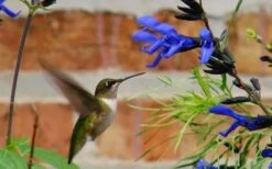 Black And Blue Salvia (Blue Anise Sage) - Salvia Guaranitica - 6 Pack Of 1 Gallon Pots 10 Black And Blue Salvia (Blue Anise Sage) - Salvia Guaranitica - 6 Pack Of 1 Gallon Pots -Botanhush Sales Salvia Black And Blue 2