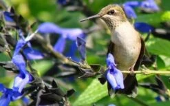 Black And Blue Salvia (Blue Anise Sage) - Salvia Guaranitica - 6 Pack Of 1 Gallon Pots 12 Black And Blue Salvia (Blue Anise Sage) - Salvia Guaranitica - 6 Pack Of 1 Gallon Pots -Botanhush Sales Salvia Black And Blue 3