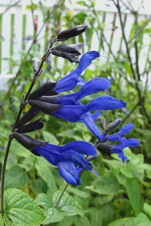 Black And Blue Salvia (Blue Anise Sage) - Salvia Guaranitica - 6 Pack Of 1 Gallon Pots 1 Black And Blue Salvia (Blue Anise Sage) - Salvia Guaranitica - 6 Pack Of 1 Gallon Pots