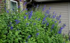 Black And Blue Salvia (Blue Anise Sage) - Salvia Guaranitica -1 Gallon Pot 14 Black And Blue Salvia (Blue Anise Sage) - Salvia Guaranitica -1 Gallon Pot -Botanhush Sales Salvia Black And Blue 6 1