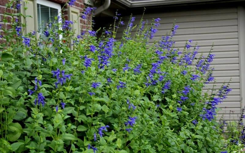 Black And Blue Salvia (Blue Anise Sage) - Salvia Guaranitica -1 Gallon Pot 5 Black And Blue Salvia (Blue Anise Sage) - Salvia Guaranitica -1 Gallon Pot - Image 5