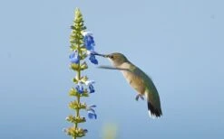 Bog Sage - Salvia Uliginosa - 3 Pack Of Quart Pots 9 Bog Sage - Salvia Uliginosa - 3 Pack Of Quart Pots -Botanhush Sales Salvia Bog Hummingbird