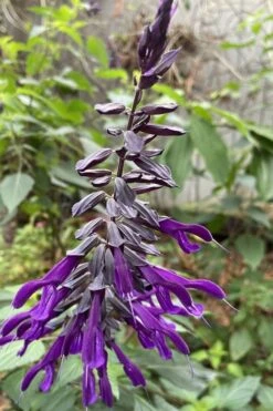 Purple Majesty Salvia (Salvia Guaranitica) - 1 Gallon Pot -Botanhush Sales Salvia Guarantica Purple Majesty 1