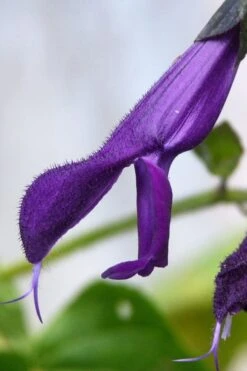 Purple Majesty Salvia (Salvia Guaranitica) - 1 Gallon Pot -Botanhush Sales Salvia Guarantica Purple Majesty 4