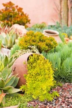 Lemon Ball Sedum - 3 Pack Of Quart Pots -Botanhush Sales Sedum mexicanum lemon ball 2