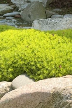 Lemon Ball Sedum - 3 Pack Of Quart Pots -Botanhush Sales Sedum mexicanum lemon ball 4