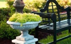 Lemon Ball Sedum - 3 Pack Of Quart Pots -Botanhush Sales Sedum mexicanum lemon ball 6