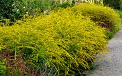 Fireworks Goldenrod (Solidago) - 1 Gallon Pot -Botanhush Sales Solidag Fireworks 10