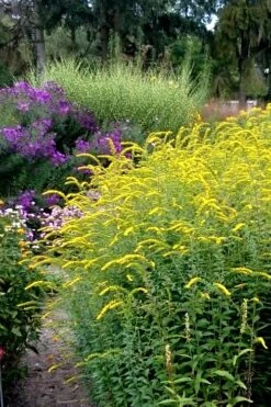 Fireworks Goldenrod (Solidago) - 1 Gallon Pot -Botanhush Sales Solidago Fireworks 6