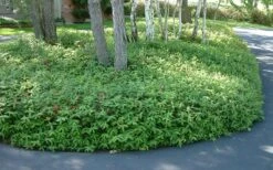 Creeping St Johns Wort - Hypericum Calycinum - 6 Pack Of Pint Pots 9 Creeping St Johns Wort - Hypericum Calycinum - 6 Pack Of Pint Pots -Botanhush Sales St Johns Wort 1