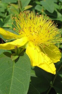 Botanhush Sales 26 Creeping St Johns Wort - Hypericum Calycinum - 6 Pack Of Pint Pots