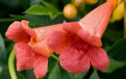 Madame Galen Trumpet Vine (Campsis) - 1 Gallon Pot -Botanhush Sales Trumpet Vine Madame Galen Flowers