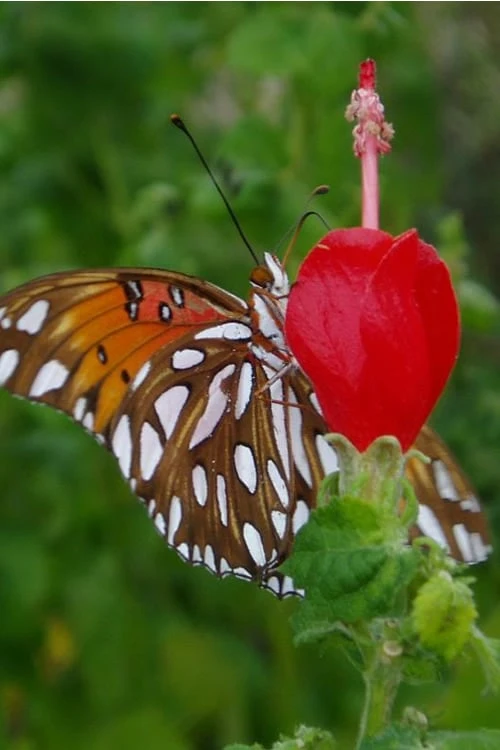Turk's Cap Mallow - Malvaviscus Drummondii - 1 Gallon Pot 5 Turk's Cap Mallow - Malvaviscus Drummondii - 1 Gallon Pot - Image 5