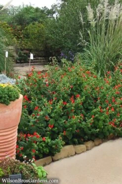 Turk's Cap Mallow (Malvaviscus Drummondii) - 5 Pack Of Quart Pots 18 Turk's Cap Mallow (Malvaviscus Drummondii) - 5 Pack Of Quart Pots -Botanhush Sales Turks Cap 7 1