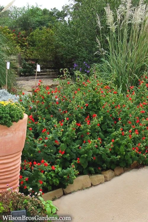 Turk's Cap Mallow (Malvaviscus Drummondii) - 5 Pack Of Quart Pots 7 Turk's Cap Mallow (Malvaviscus Drummondii) - 5 Pack Of Quart Pots - Image 7