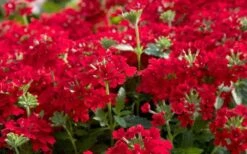 EnduraScape Red Verbena - 5 Pack Of Pint Pots 9 EnduraScape Red Verbena - 5 Pack Of Pint Pots -Botanhush Sales Verbena EnduraScape Red 2