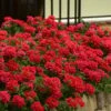 EnduraScape Red Verbena - 10 Pack Of Pint Pots