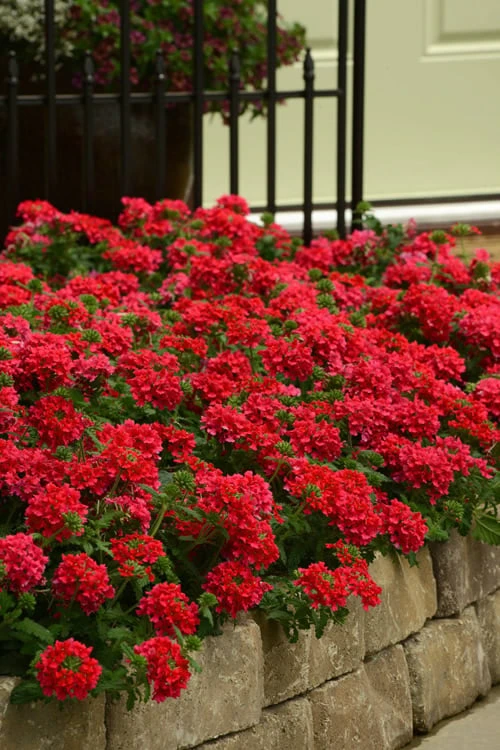 EnduraScape Red Verbena - 10 Pack Of Pint Pots 1 EnduraScape Red Verbena - 10 Pack Of Pint Pots