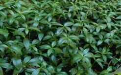 White Evergreen Periwinkle (Vinca Minor 'Alba') - 5 Pack Of Pint Pots 13 White Evergreen Periwinkle (Vinca Minor 'Alba') - 5 Pack Of Pint Pots -Botanhush Sales Vinca Minor 11