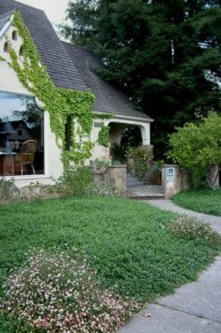 White Evergreen Periwinkle (Vinca Minor 'Alba') - 5 Pack Of Pint Pots 11 White Evergreen Periwinkle (Vinca Minor 'Alba') - 5 Pack Of Pint Pots -Botanhush Sales Vinca Minor 14