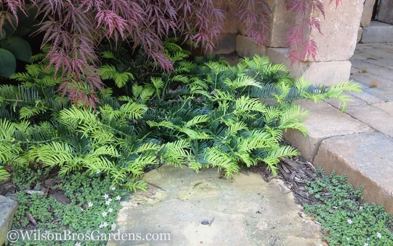 Creeping Japanese Plum Yew (Cephalotaxus Harringtonia 'Prostrata') - 1 Gallon Pot 7 Creeping Japanese Plum Yew (Cephalotaxus Harringtonia 'Prostrata') - 1 Gallon Pot - Image 7