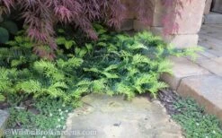 Creeping Japanese Plum Yew (Cephalotaxus Harringtonia 'Prostrata') - 7 Gallon Pot 12 Creeping Japanese Plum Yew (Cephalotaxus Harringtonia 'Prostrata') - 7 Gallon Pot -Botanhush Sales Yew Creeping 2 50 3