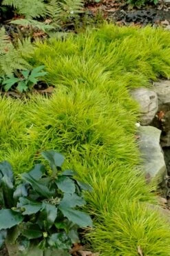 Dwarf Golden Sweet Flag (Acorus Gramineus 'Minimus Aureus') - 5 Pack Of Quart Pots -Botanhush Sales acorus gramineus minnimus aurea dwarf golden sweet flag 101 1