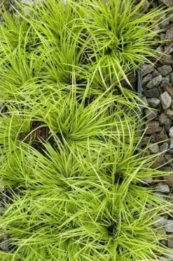 Dwarf Golden Sweet Flag - Acorus Gramineus 'Minimus Aureus' - 18 Count Flat Of Pint Pots -Botanhush Sales acorus gramineus minnimus aurea dwarf golden sweet flag 105