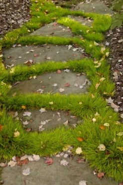 Dwarf Golden Sweet Flag - Acorus Gramineus 'Minimus Aureus' - 18 Count Flat Of Pint Pots -Botanhush Sales acorus gramineus minnimus aurea dwarf golden sweet flag 106