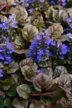 Botanhush Sales 22 Bronze Beauty Ajuga - Bugleweed - 1 Gallon Pot