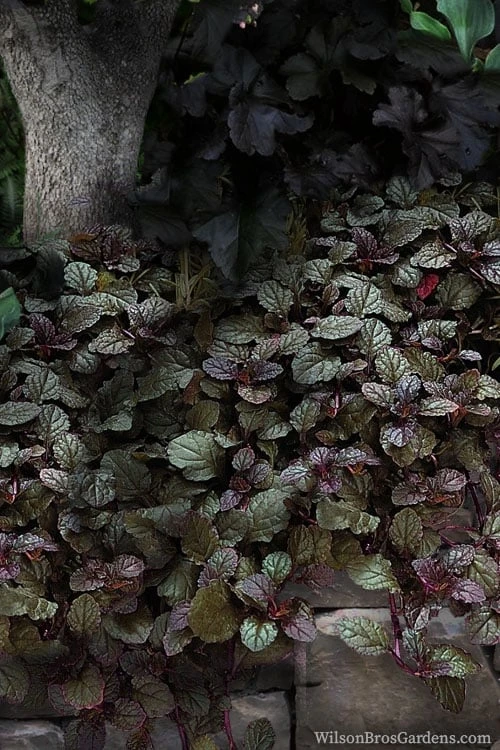 Bronze Beauty Ajuga - Bugleweed - 1 Gallon Pot 4 Bronze Beauty Ajuga - Bugleweed - 1 Gallon Pot - Image 4