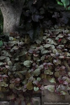 Bronze Beauty Ajuga - Bugleweed - 18 Count Flats Of Pint Pots 10 Bronze Beauty Ajuga - Bugleweed - 18 Count Flats Of Pint Pots -Botanhush Sales ajuga bronze beauty 30 3