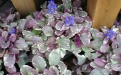 Burgundy Glow Ajuga - Bugleweed - 10 Count Flat Of 4" Pint Pots -Botanhush Sales ajuga burgundy glow