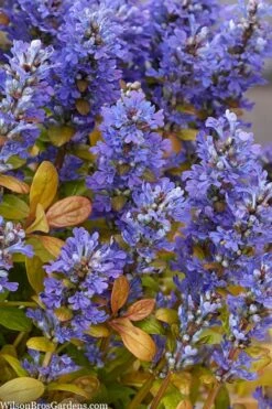 Fancy Finch Ajuga (Bugleweed) - 5 Pack Of Quart Pots 10 Fancy Finch Ajuga (Bugleweed) - 5 Pack Of Quart Pots -Botanhush Sales ajuga fancy finch 10
