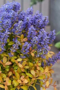 Fancy Finch Ajuga (Bugleweed) - 5 Pack Of Quart Pots 12 Fancy Finch Ajuga (Bugleweed) - 5 Pack Of Quart Pots -Botanhush Sales ajuga fancy finch 12