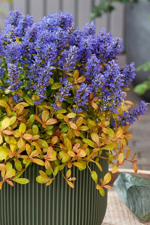 Fancy Finch Ajuga (Bugleweed) - 5 Pack Of Quart Pots 1 Fancy Finch Ajuga (Bugleweed) - 5 Pack Of Quart Pots