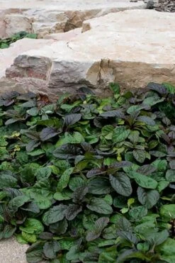 Bronze Beauty Ajuga (Bugleweed) - 36 Pack Of 3.5" Pint Pots 11 Bronze Beauty Ajuga (Bugleweed) - 36 Pack Of 3.5" Pint Pots -Botanhush Sales ajuga reptans bronze beauty bugleweed 100