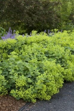 Auslese Lady's Mantle (Alchemilla Mollis) - 1 Gallon Pot -Botanhush Sales alchemilla mollis auslese ladys mantle 1