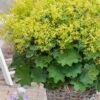 Auslese Lady's Mantle (Alchemilla Mollis) - 1 Gallon Pot