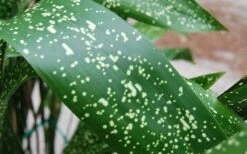 Spek-tacular Cast Iron Plant - 3 Gallon Pot -Botanhush Sales aspidistra spek tacular cast iron plant 101