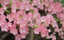 Amy Azalea - 3 Gallon Pot 8 Amy Azalea - 3 Gallon Pot -Botanhush Sales azalea amy 8