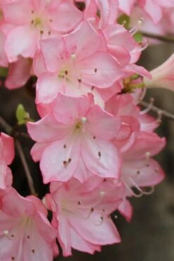 Amy Azalea - 3 Gallon Pot 9 Amy Azalea - 3 Gallon Pot -Botanhush Sales azalea amy 9