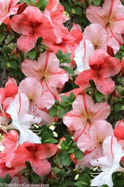 Astronaut Azalea - 1 Gallon Pot 10 Astronaut Azalea - 1 Gallon Pot -Botanhush Sales azalea astronaut 1
