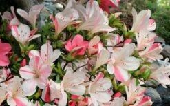 Astronaut Azalea - 1 Gallon Pot 11 Astronaut Azalea - 1 Gallon Pot -Botanhush Sales azalea astronaut 3