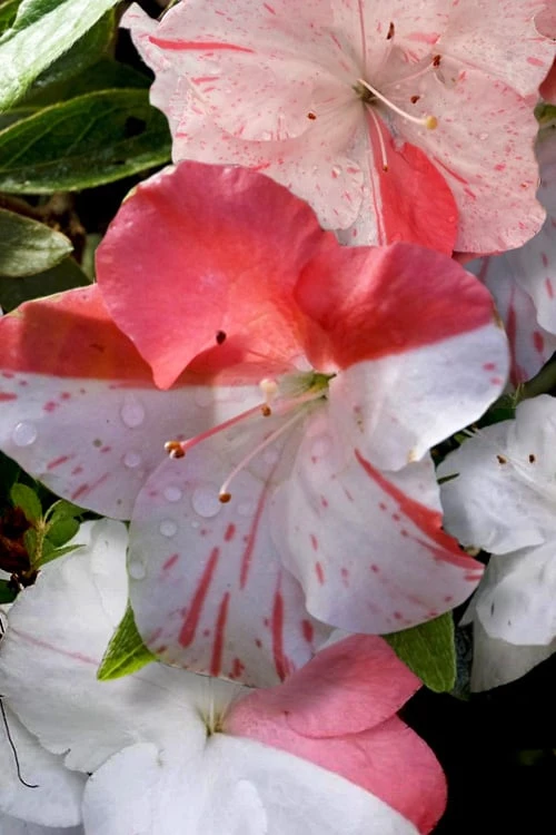 Astronaut Azalea - 1 Gallon Pot 1 Astronaut Azalea - 1 Gallon Pot